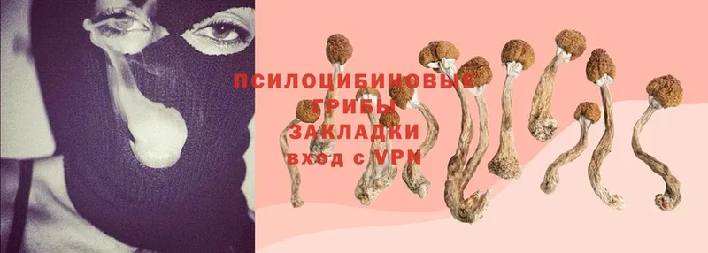 Псилоцибиновые грибы Psilocybe  Асино 